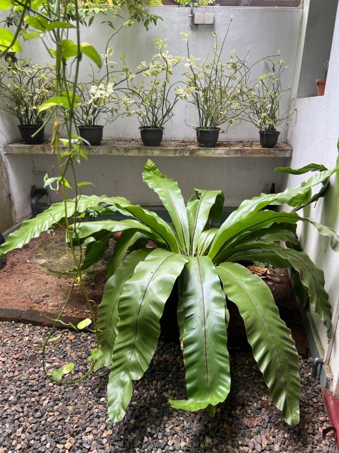 Jungle Villa Ahangama Ngoại thất bức ảnh